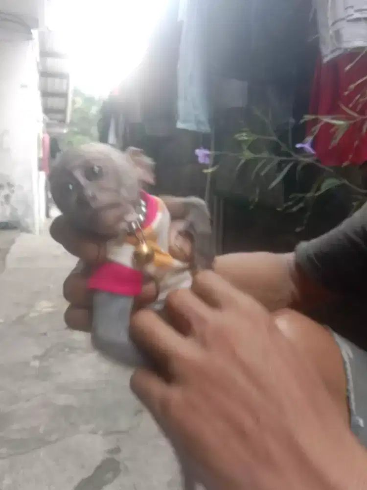 Oper adopsi aja ni yg srius srius aja