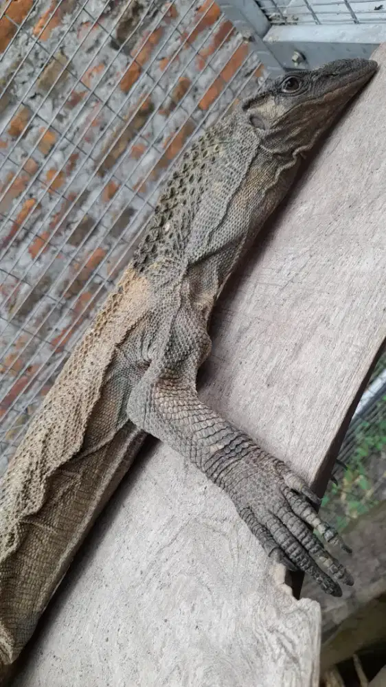 Roughneck Monitor jumbo