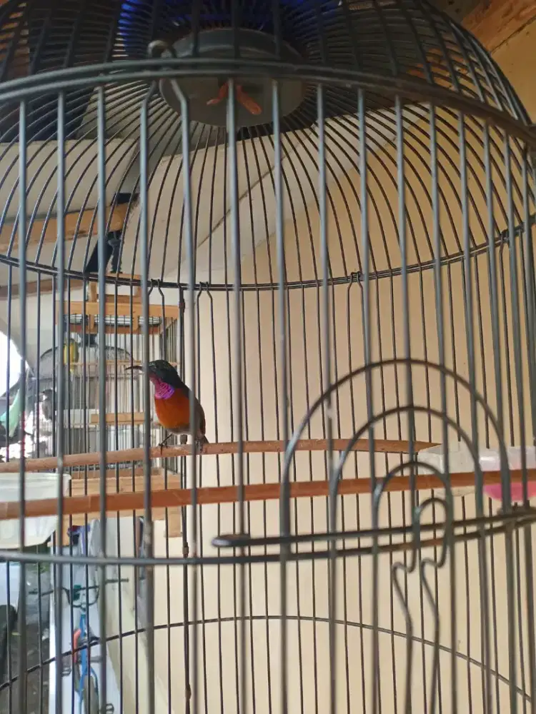 Kolibri ninja metal gacor