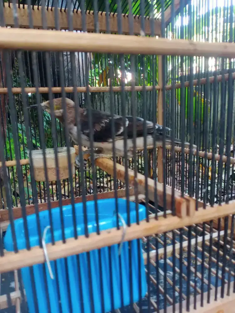 Jalak hongkong jumbo trotol