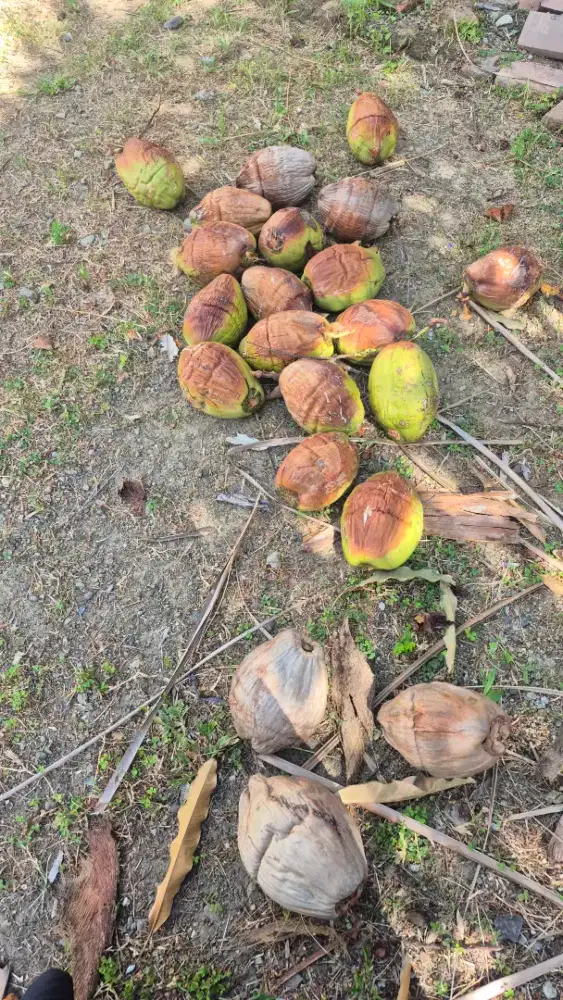 Kelapa beneran gratis