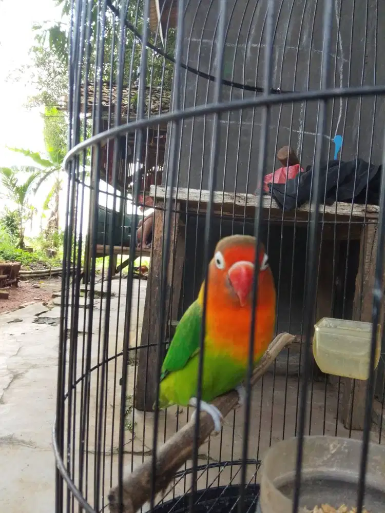 Jual Santai Love Bird