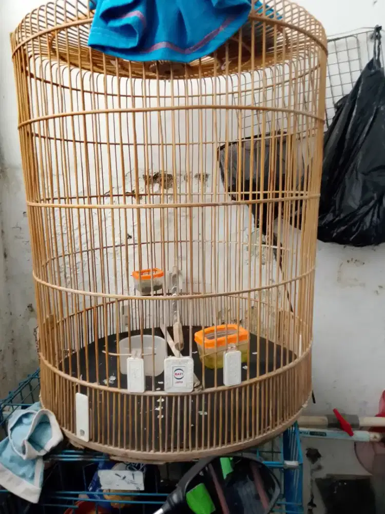 Di jual kandang murai tamapa tembok