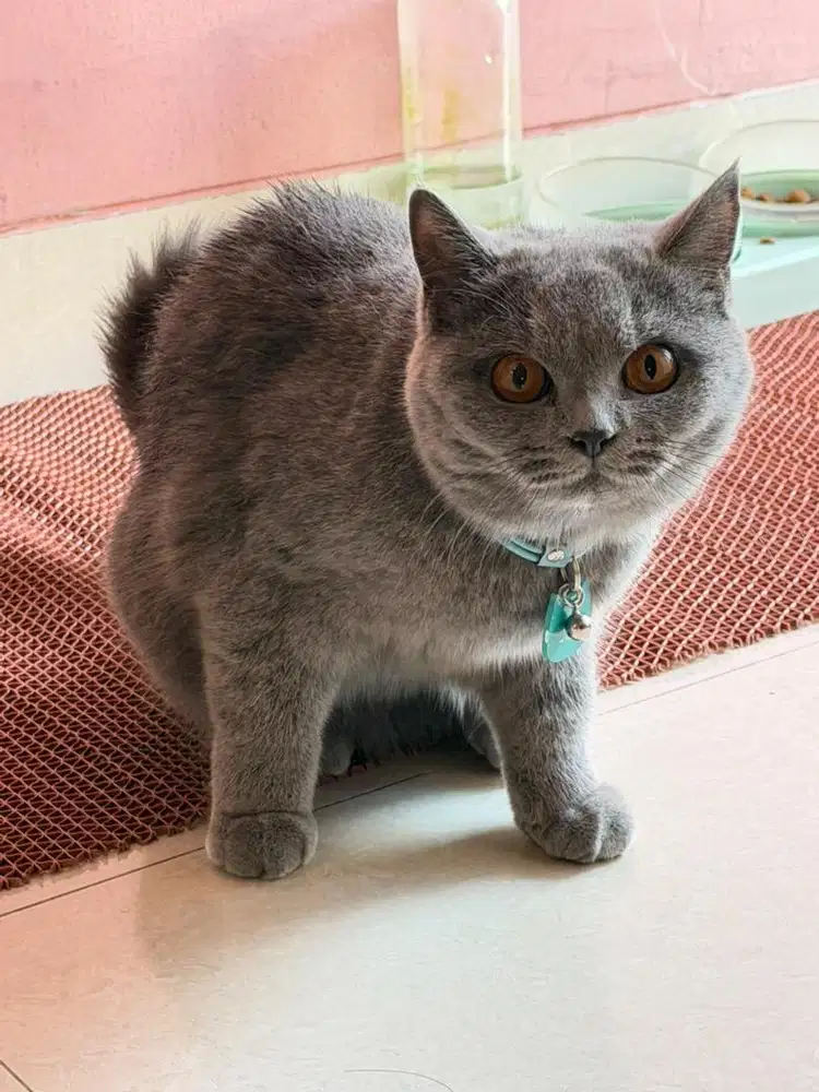 Kucing BSH 2,5 tahun Abu2
