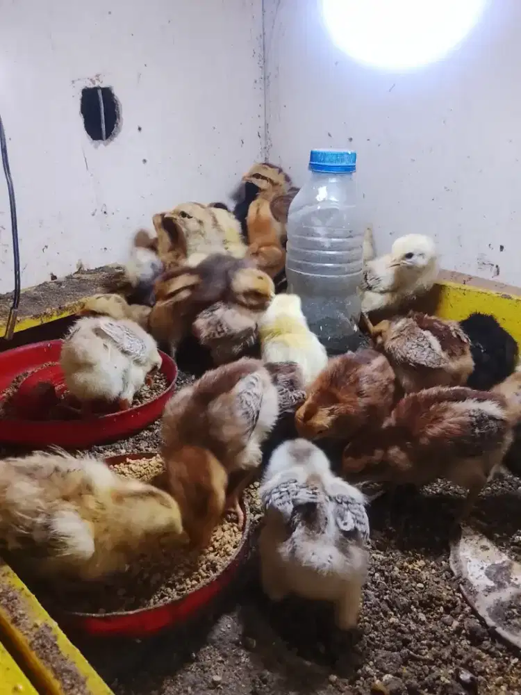 Anakan ayam kub