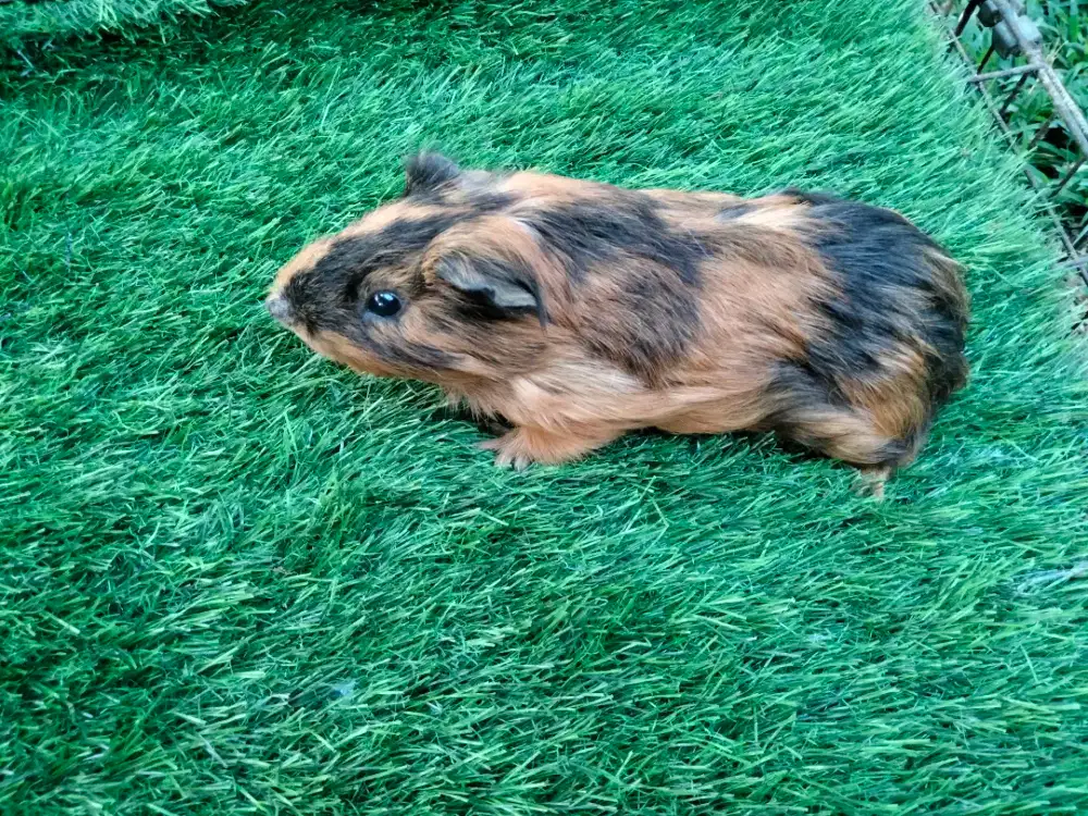 Marmut American Jantan