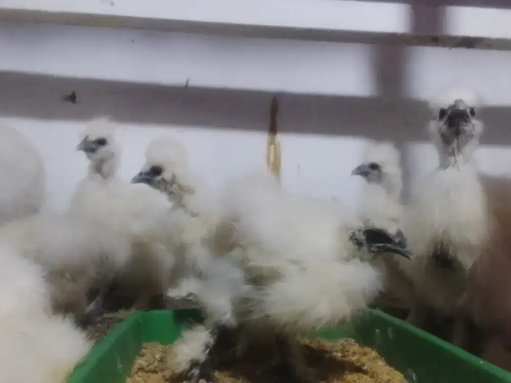 Anakan ayam silkie