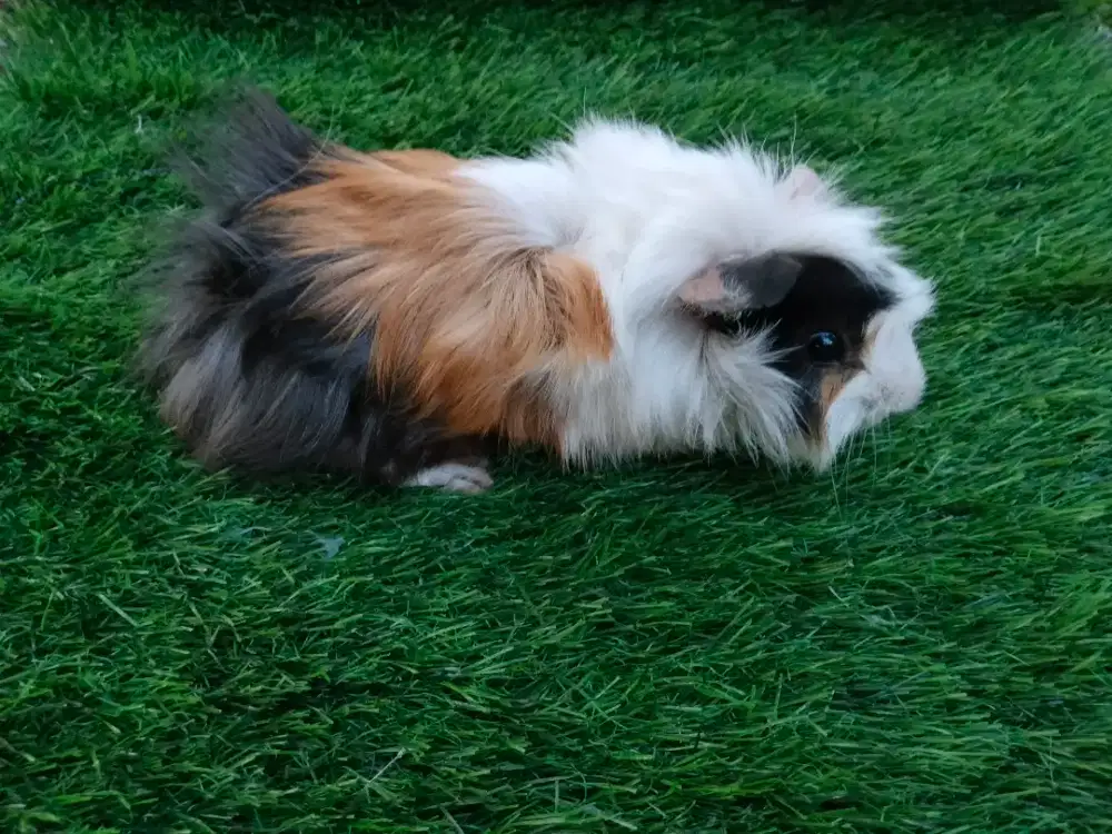 Marmut peruvian jantan