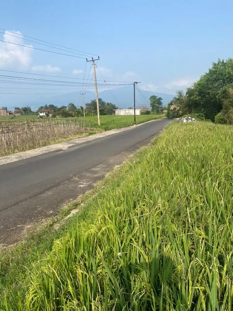 Dijual sawah murah samping jl. Desa