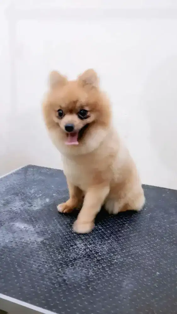 open adop mini pom jantan