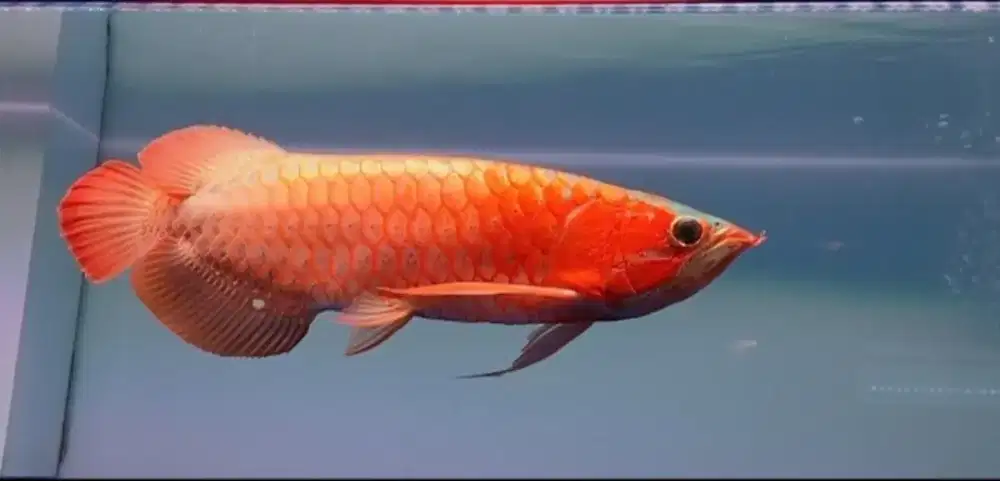 Arwana super red