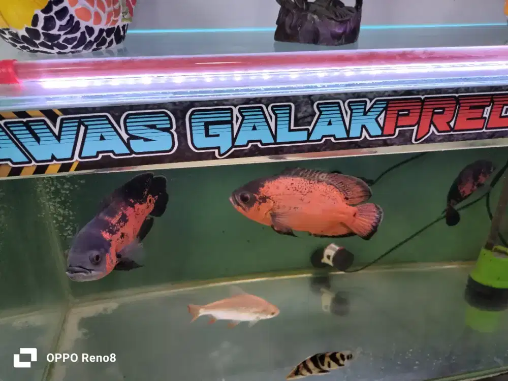 ikan Oskar tembaga ukuran 5 jari