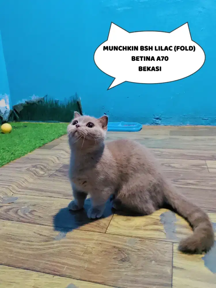 MUNCHKIN BSH FOLD BETINA KITTEN LILAC KUCING CEBOL