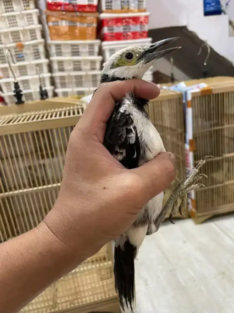 Jalak hongkong jantan muda