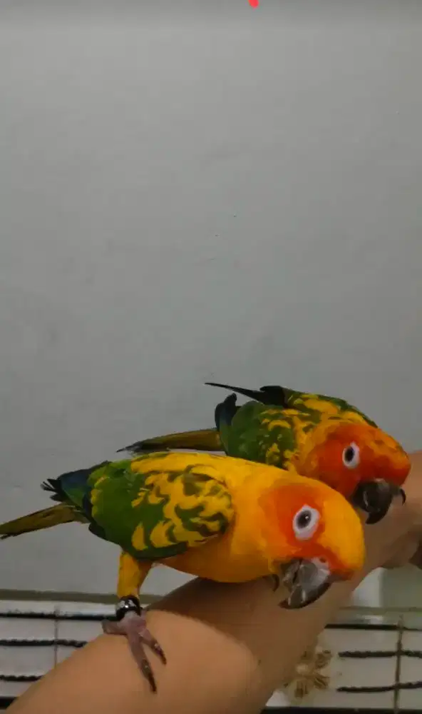 Sunconure sepasang dna