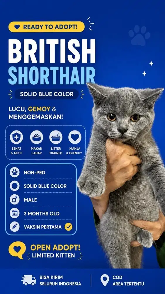British Shorthair Solid Blue Male