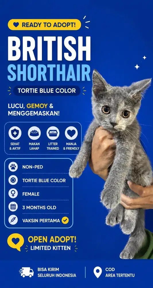 British Shorthair Tortie Blue Female