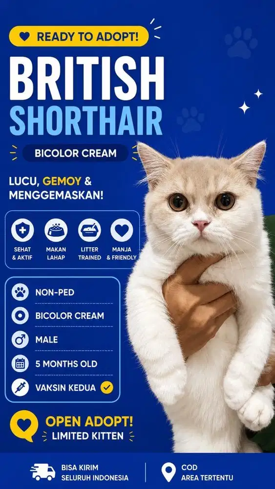 British Shorthair Bicolor Cream Male