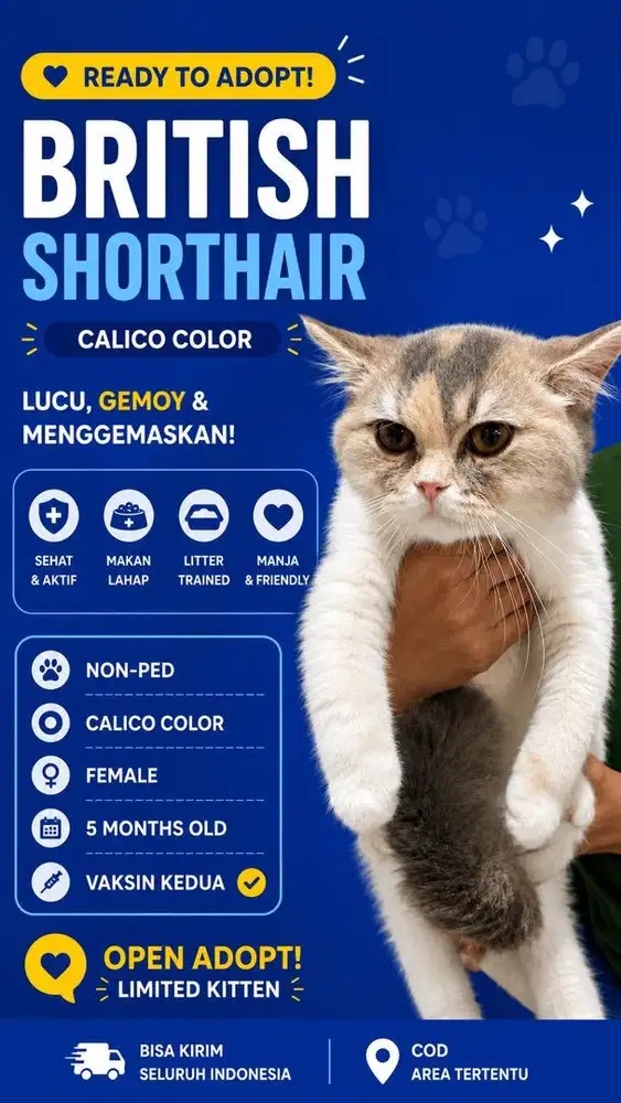 British Shorthair Calico Female