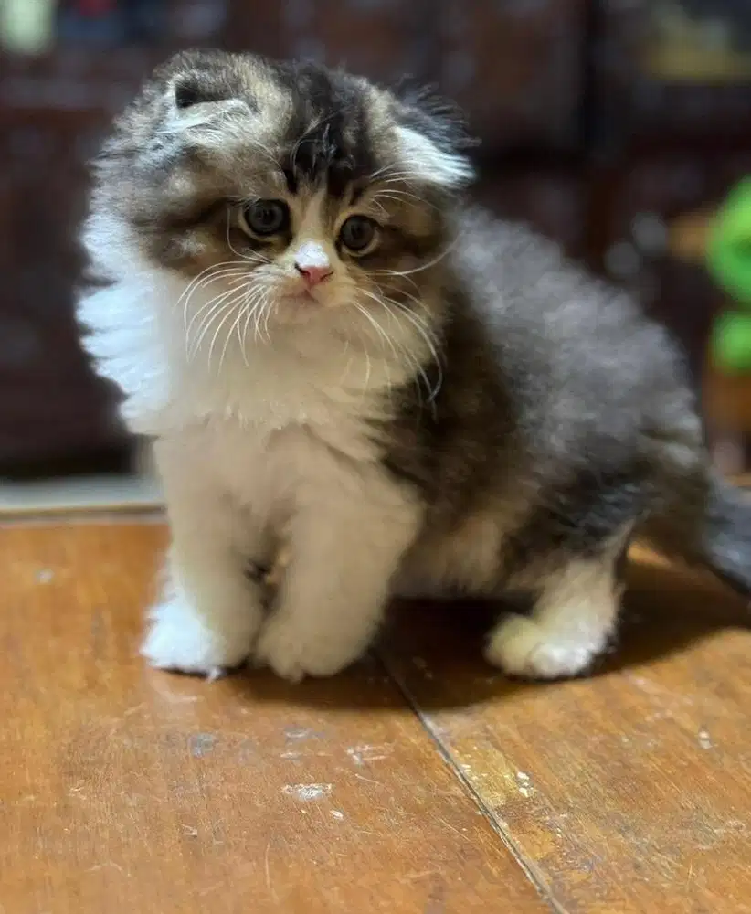 Scottish fold golden