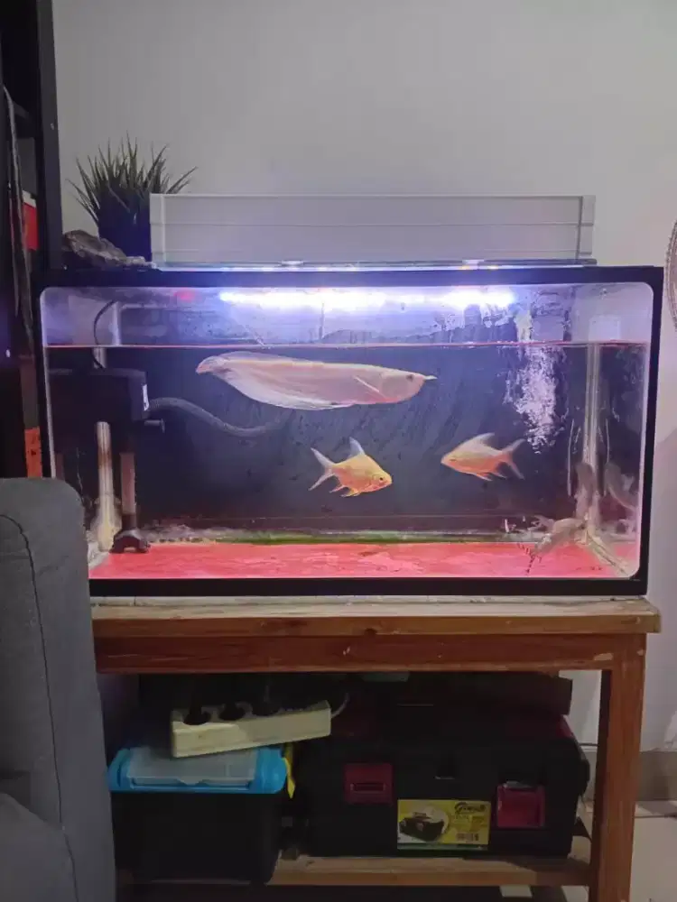 Ikan Arwana Albino