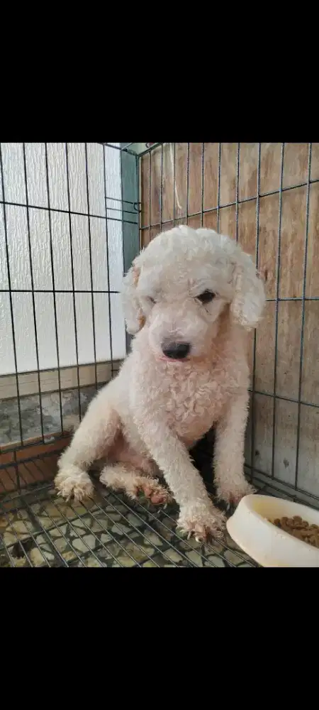 Jual poodle jantan