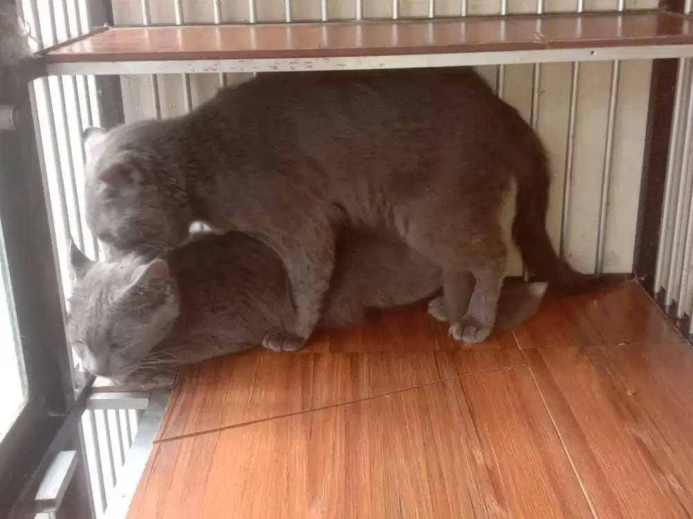 jasa pacak kucing bsh x busok ada garansi kehamilan