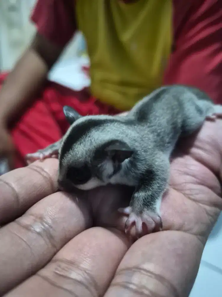 Sugar Glider Classic Grey Het Creamino