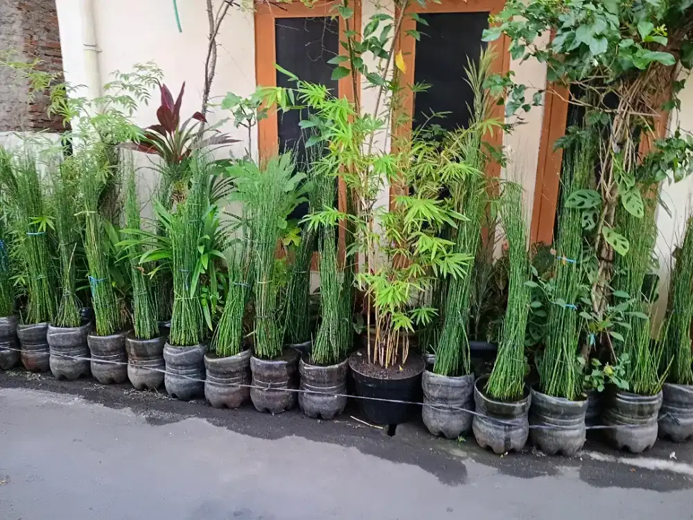 bambu air dan anglonema keladi putih  untuk di rumah