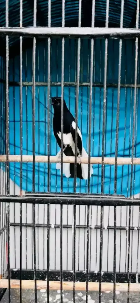 Kacer jawa barat gacor