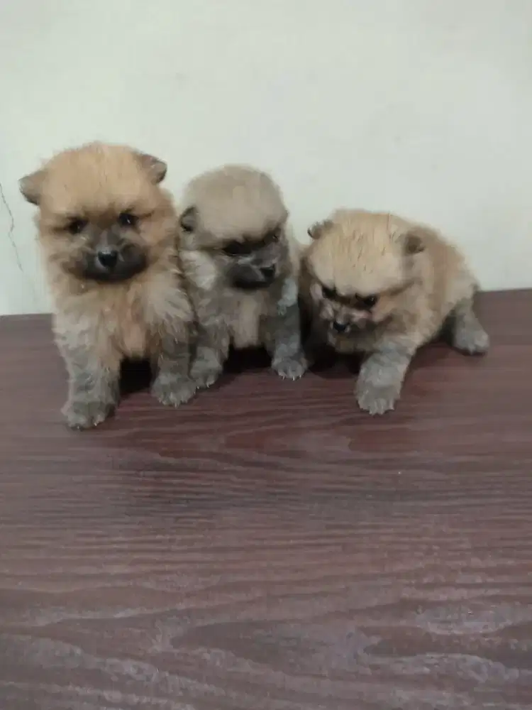 Anjing di jual pom warna sable jantan umur 5 minggu