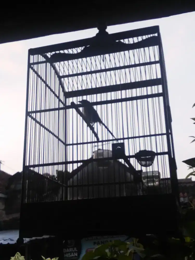 Jual cedet gacor