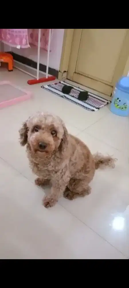 Anjing poodle betina