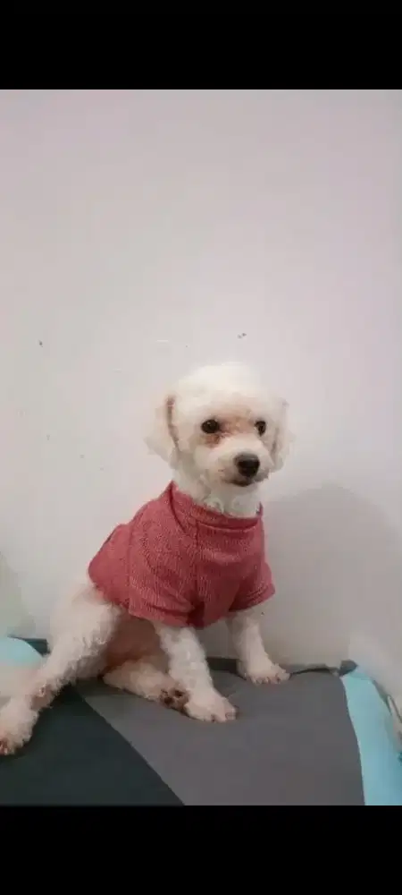 Anjing bichon betina