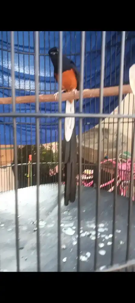 Burung murai batu pastolan ekor 31cm