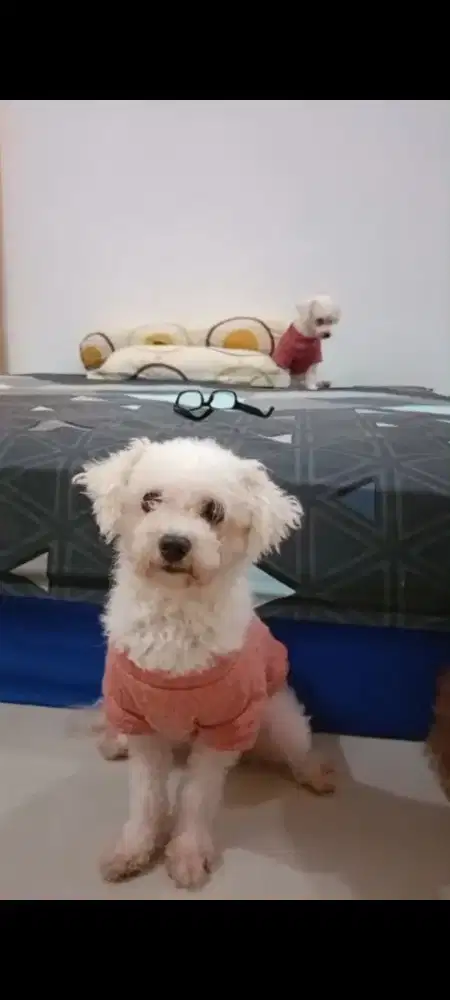 Anjing bichon betina