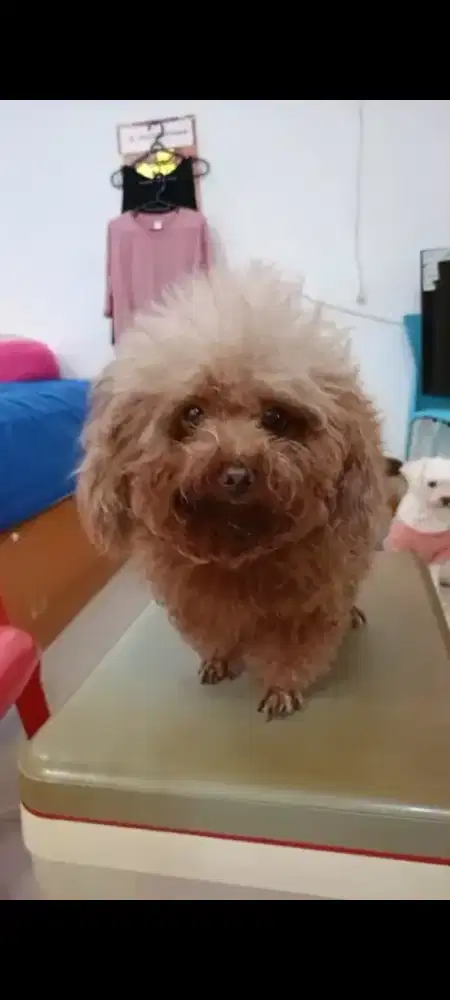 Anjing poodle tiny betina