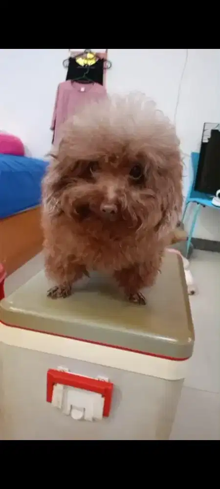 Anjing poodle tiny betina