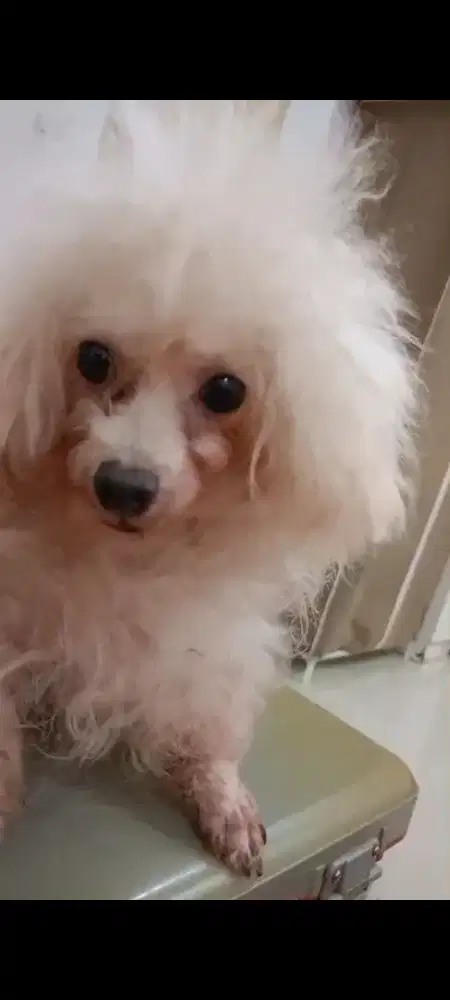 Anjing poodle tiny betina