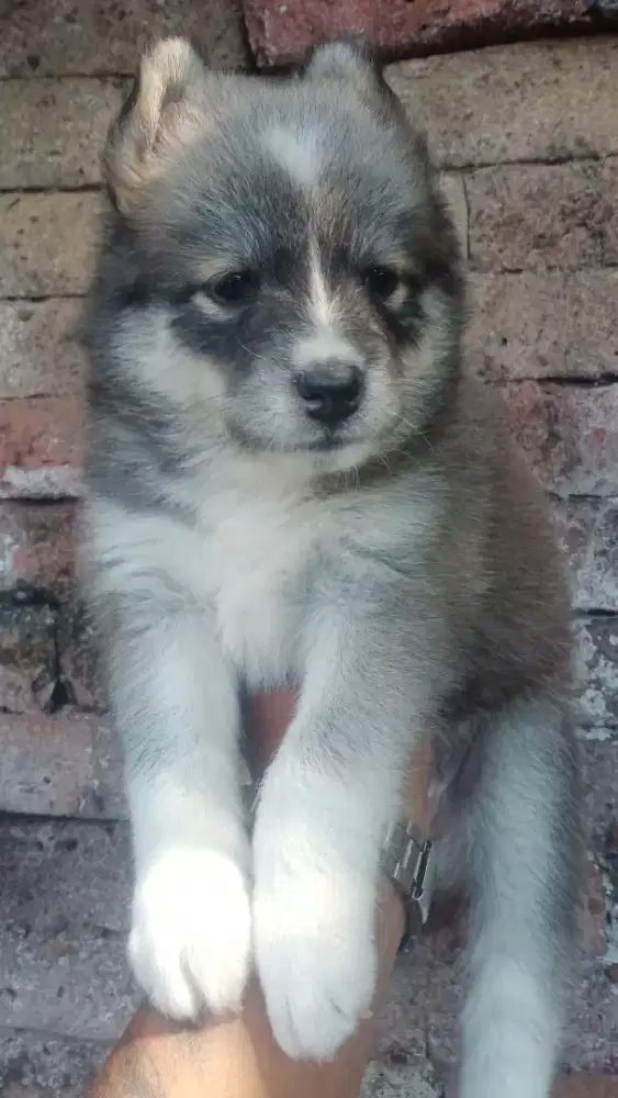 Husky mix betina usia 1,5 BLN