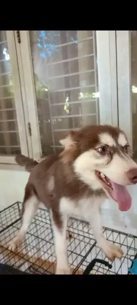 Anjung husky betina