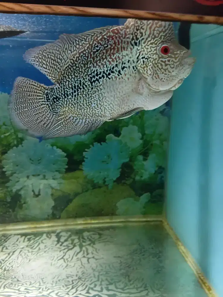 Ikan Louhan Lohan