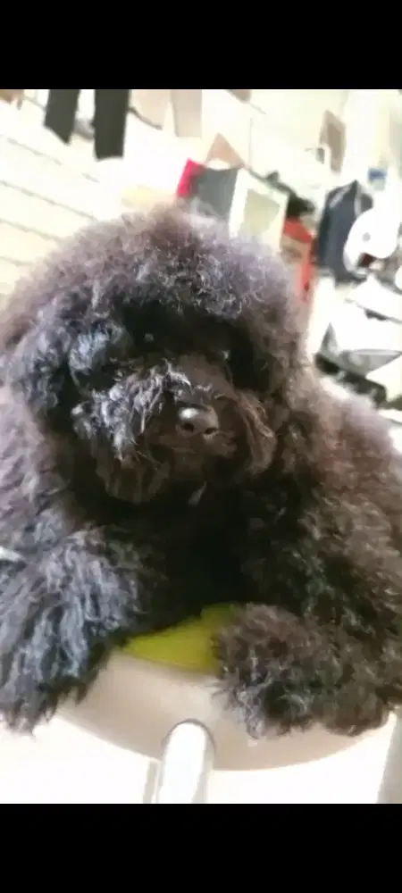 Anjing poodle betina hitam