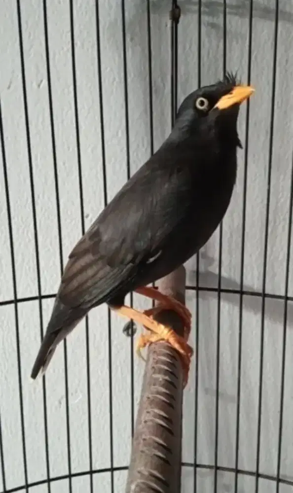 Jalak hitam / kebo gacor