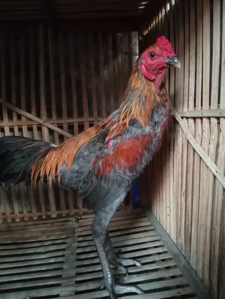 Ayam Bangkok Muda Klawu Geni