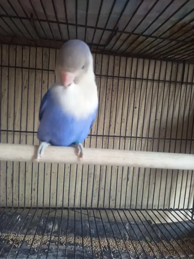 Biola blue betina janda
