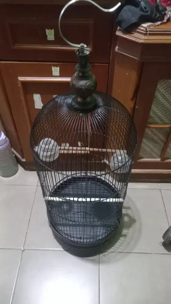 Kandang love bird