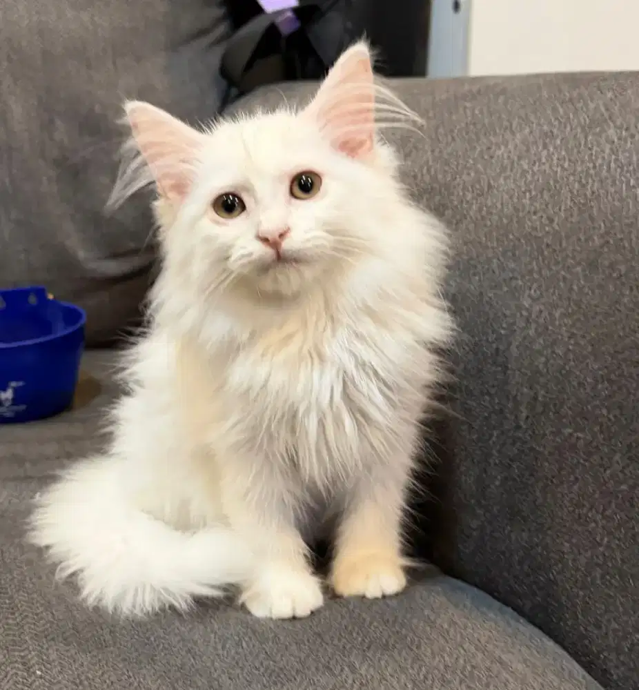 Kitten Betina Whitesolid, Mixbreed Mco × Persian