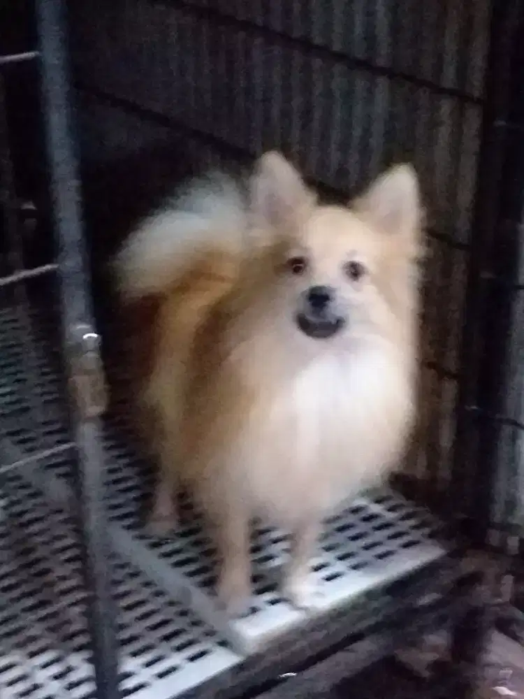 Pomeranian(German Spitz) jantan