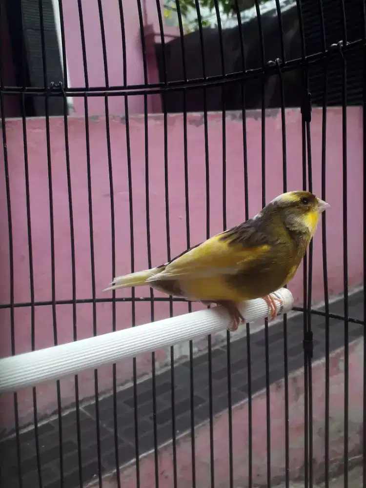 Kenari jantan Kuning Bon Simetris Gacor di bogor